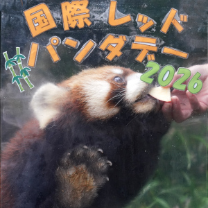 記事「国際レッドパンダデー・限定イベント開催！（9月14日〜9月30日）」の画像