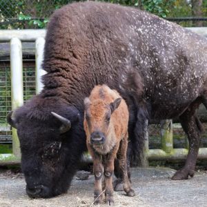 記事「アメリカバイソンの赤ちゃん公開!(今年2頭目)」の画像