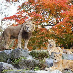 記事「入園受付時間・変更のご案内（11月1日から）」の画像